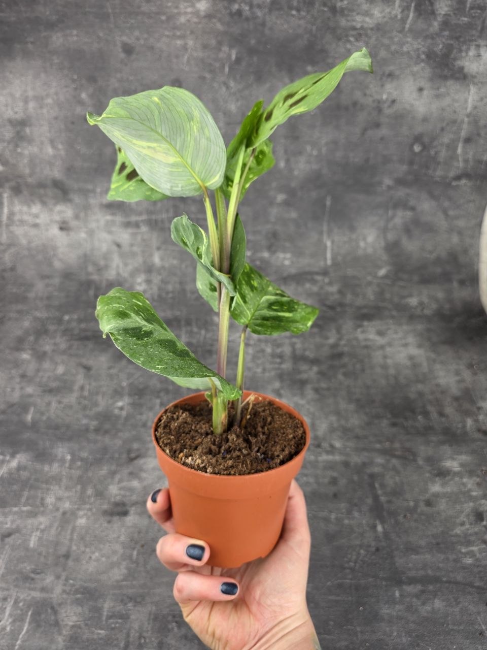 Marantha leuconeura fiesta variegata 12 cm