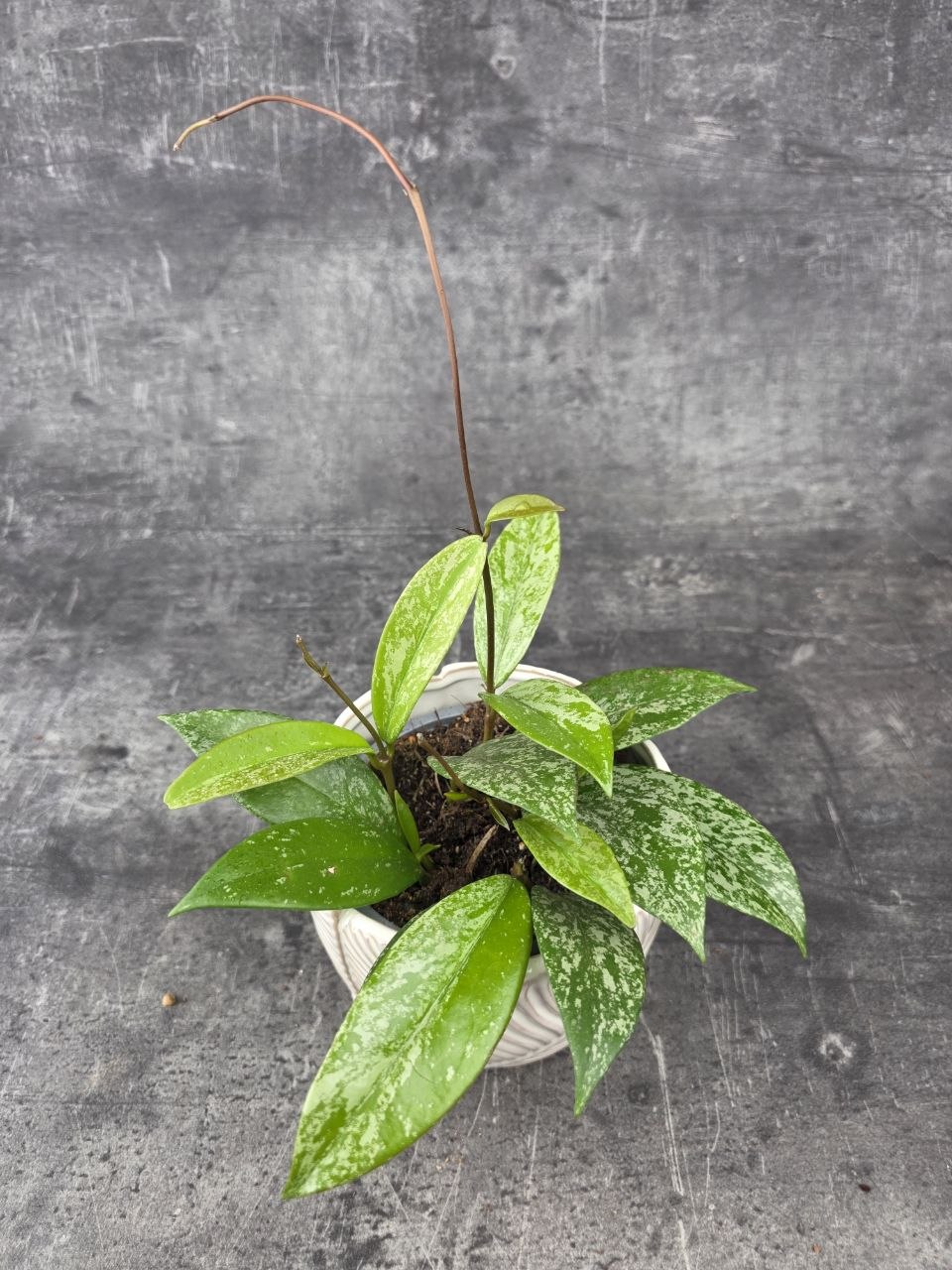 Hoya Silverspots 12 cm