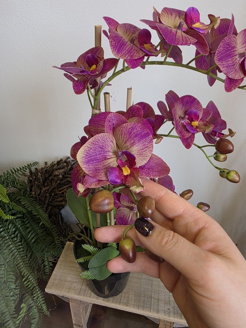 Imitace pokojová rostlina phalaenopsis vínový