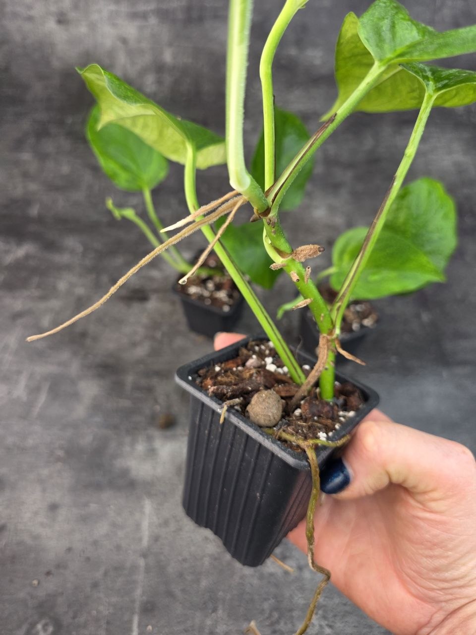Pěstírna KYTKYshop Epipremnum green