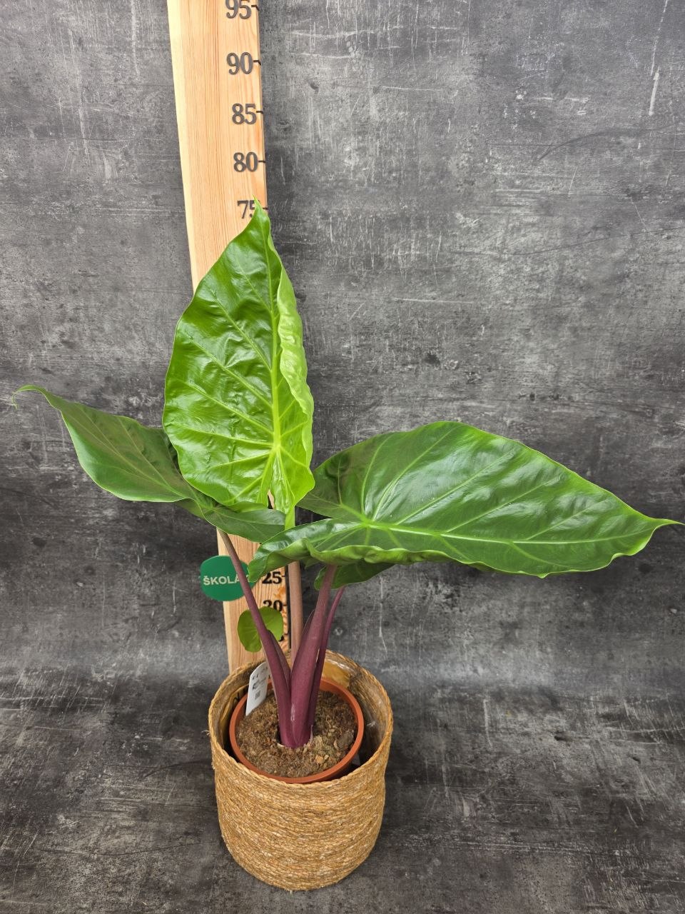 Alocasia Imperial Red 17 cm