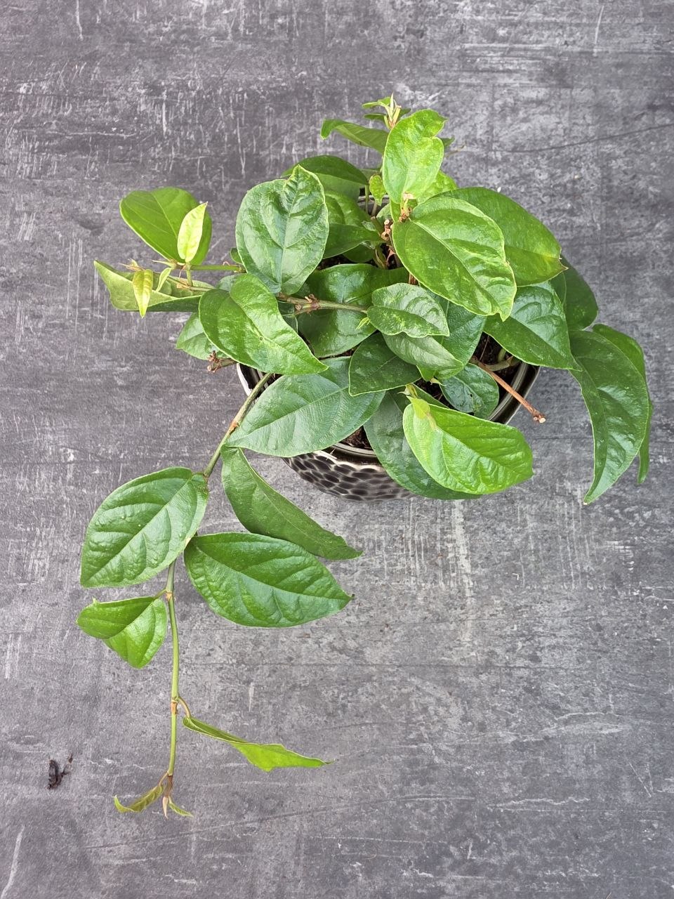 Ficus Sigittata