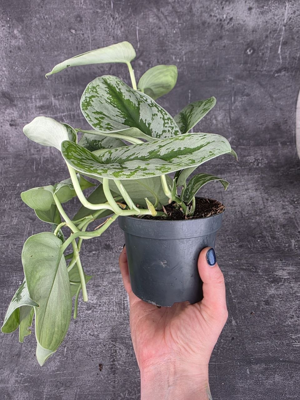 Scindapsus Pictus Trebie 12 cm