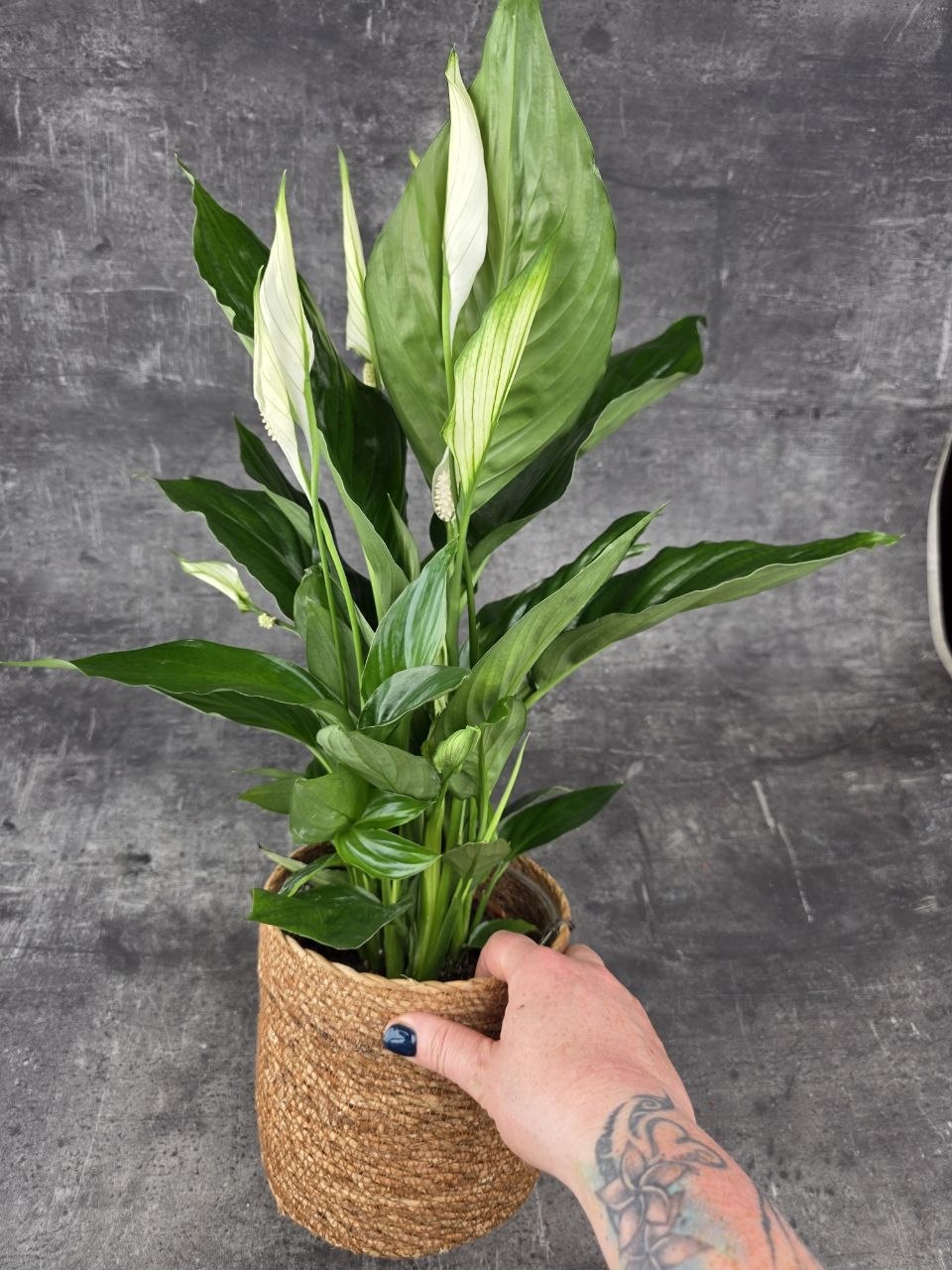 Spathiphyllum Sweet xl