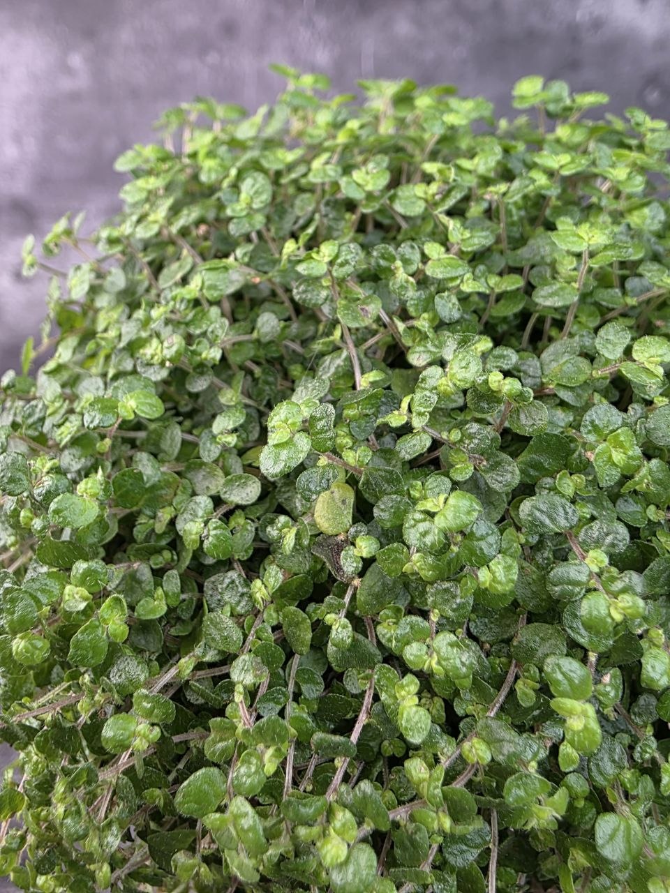 Soleirolia soleirolii tmavá 11 cm