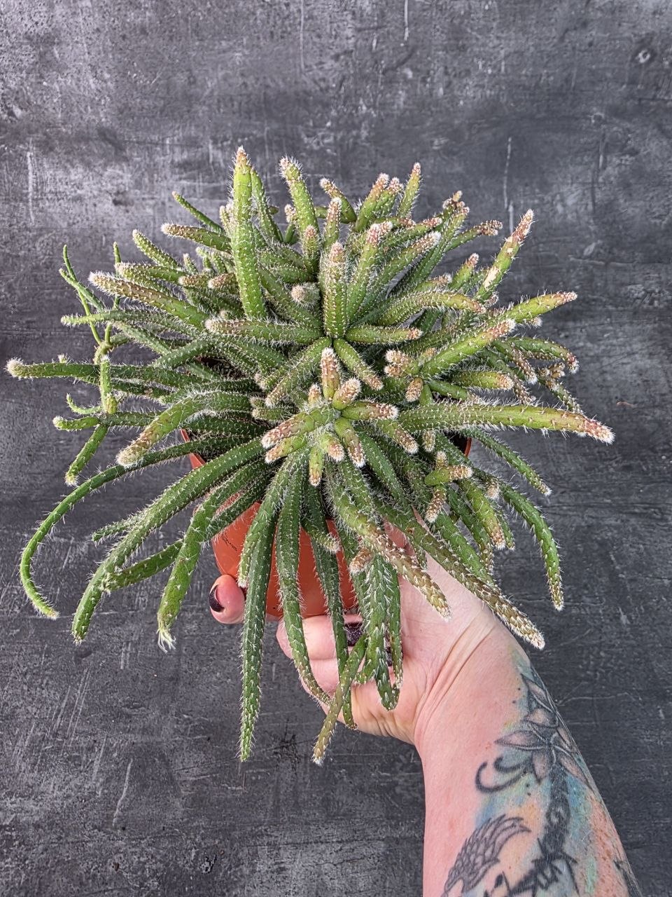 Rhipsalis Horrida  12 cm