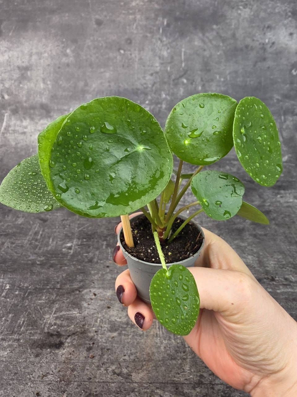 Pilea Peperomioides mini