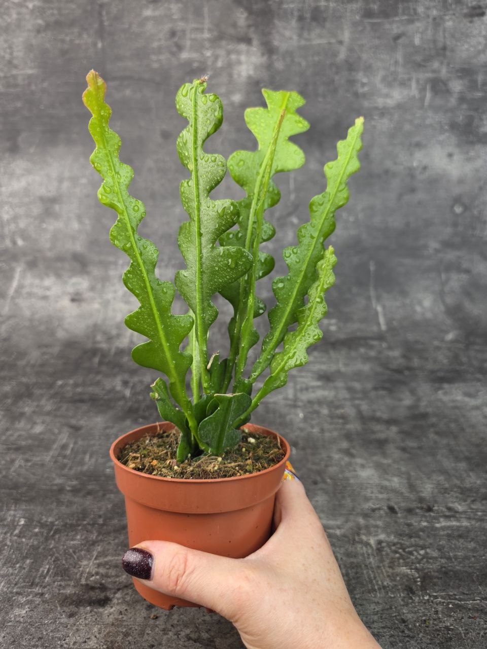 Epiphyllum Anguliger 10,5 cm
