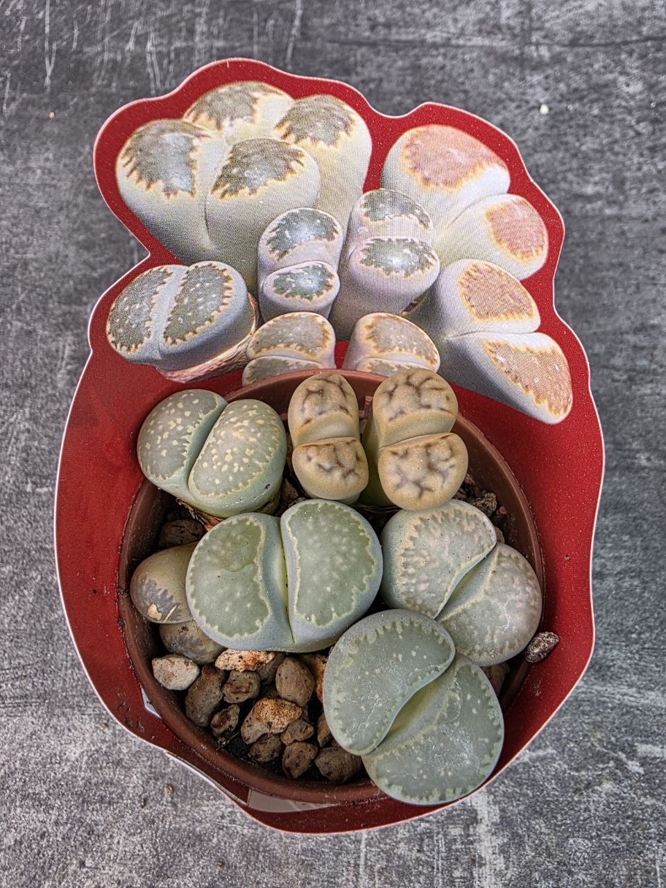 Lithops Leslei sukulent 8,5 cm