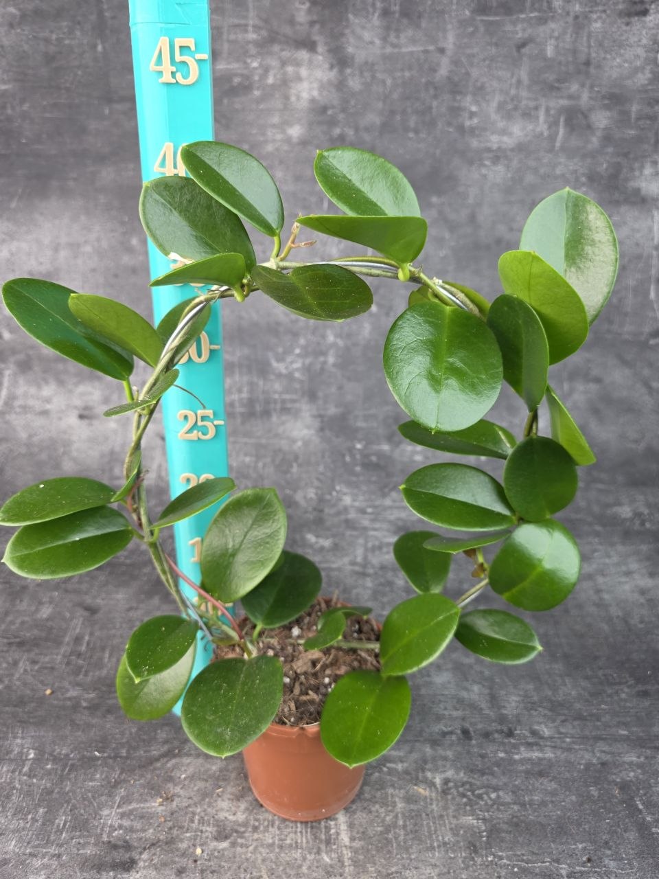 Hoya Australis zelená na kruhu 12 cm