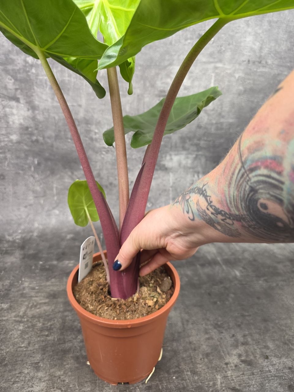 Alocasia Imperial Red 17 cm