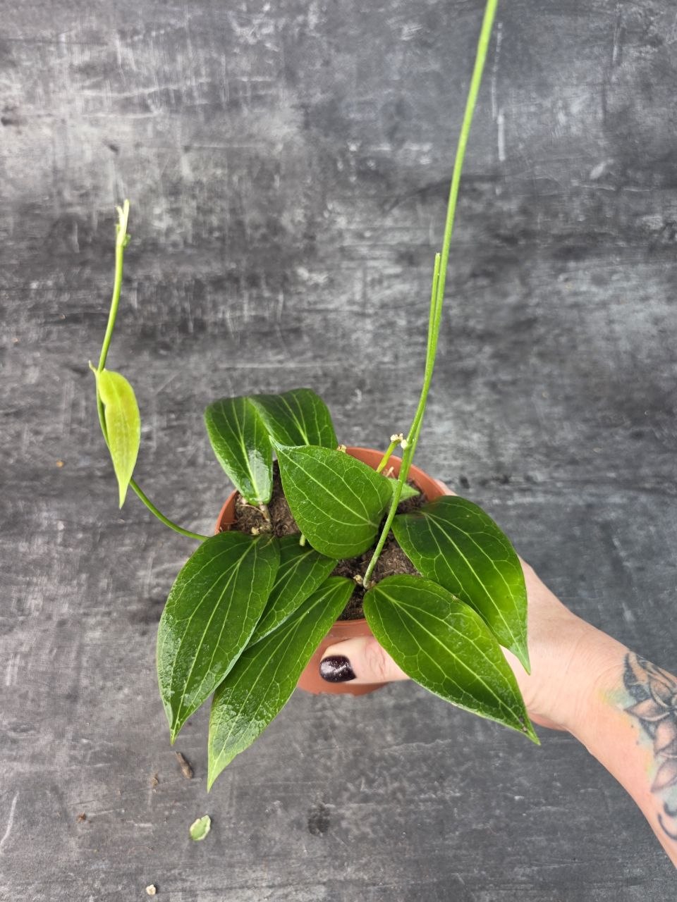 Hoya Soligamiana 12 cm