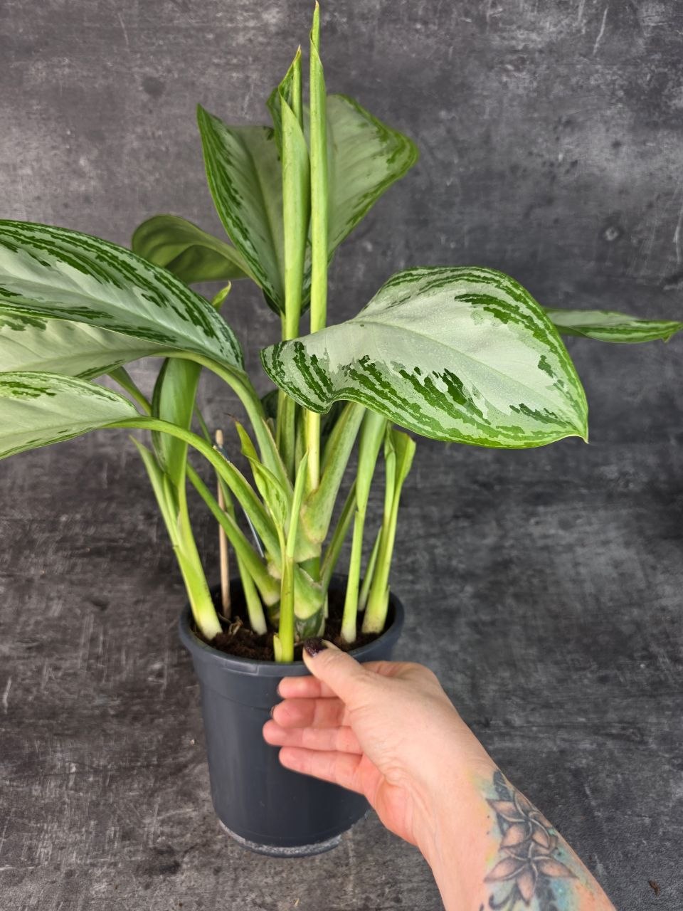 Aglaonema Silver Bay 17 cm