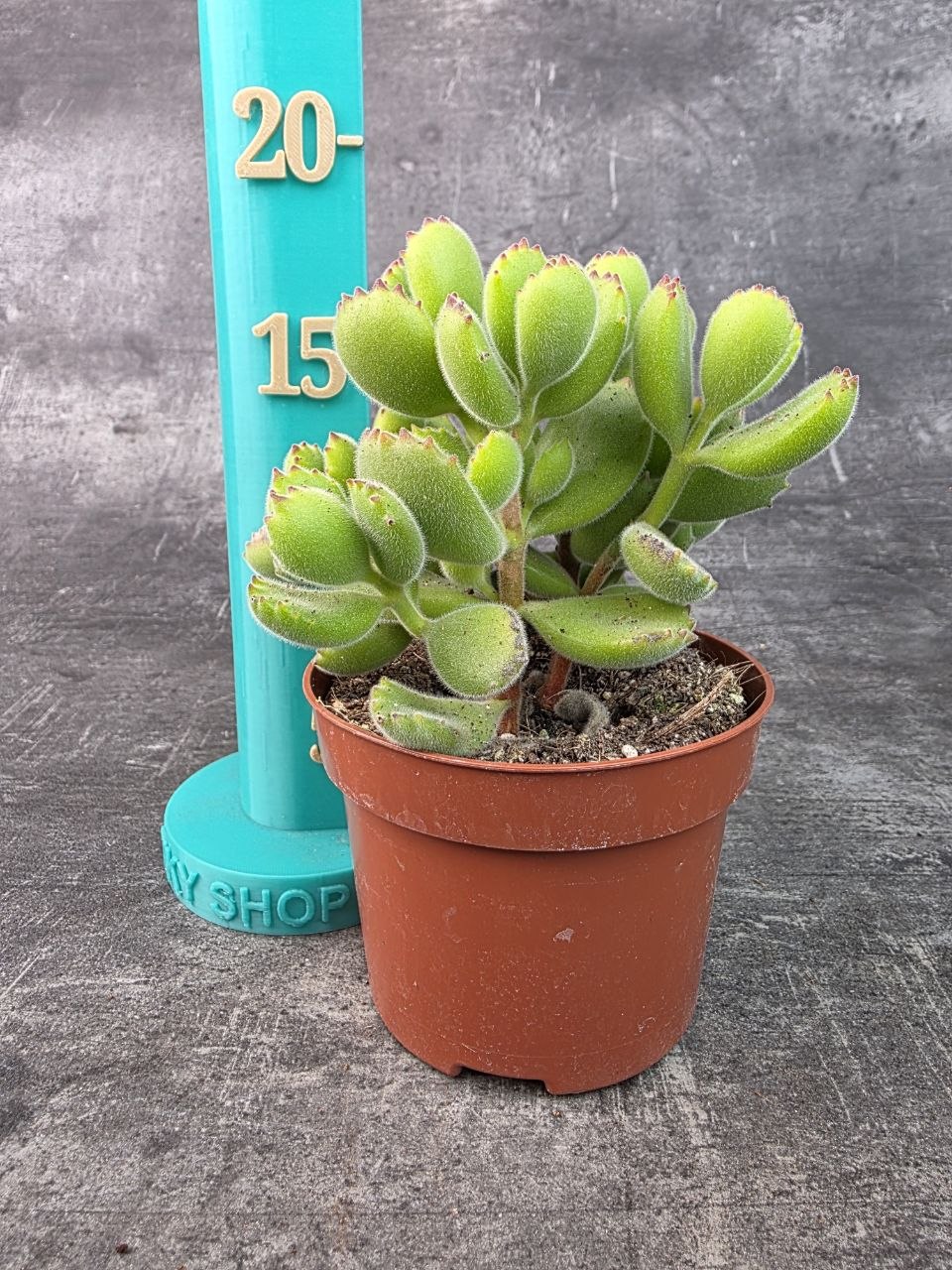 Cotyledon ladysmithiensis 10,5 cm
