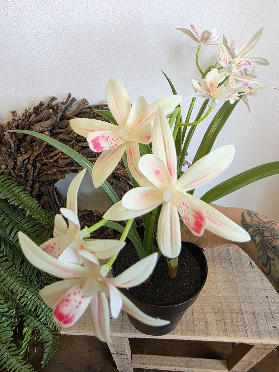 Imitace pokojová rostlina cymbidium