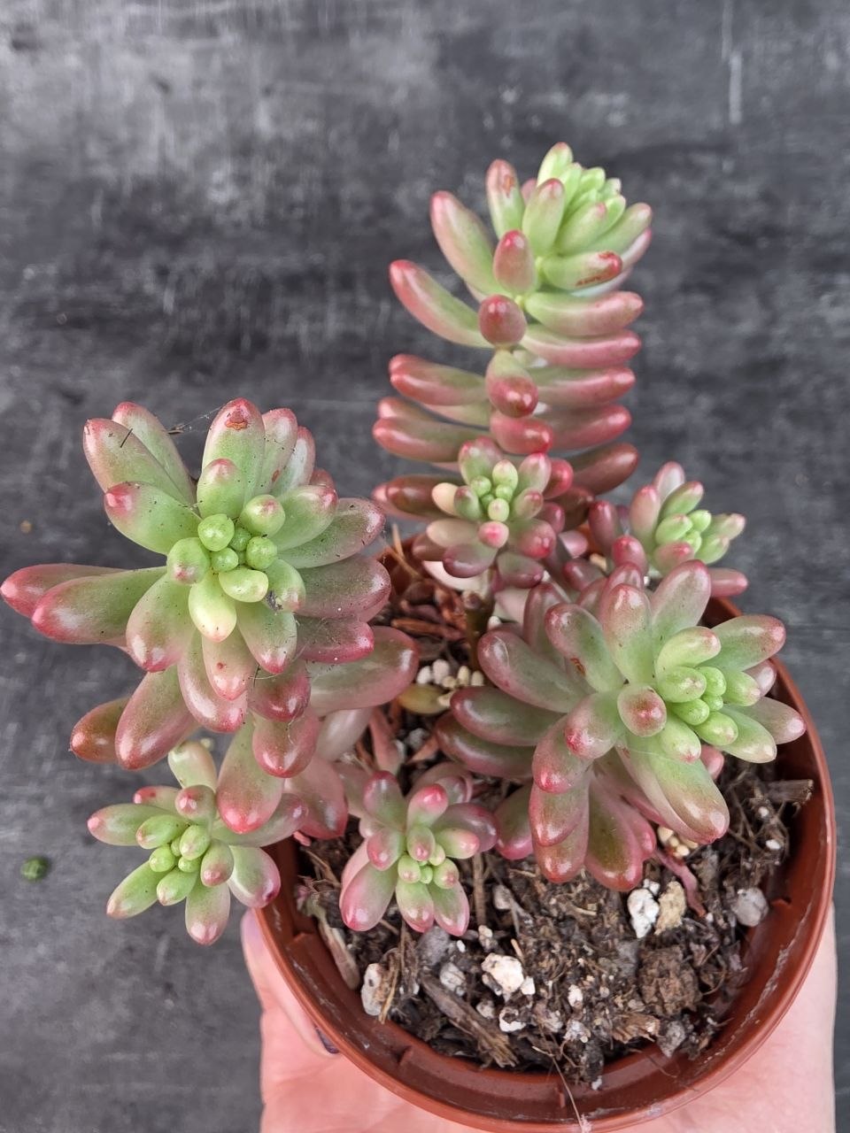 Sedum Rubrotinctum Aurora 8 cm