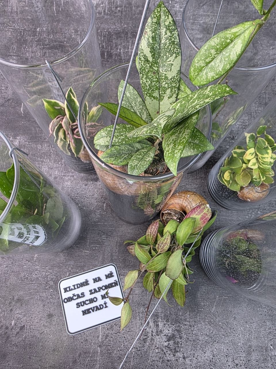 Hoya ve šnečí ulitě ve skleněném válci, možnost vlastního výběru