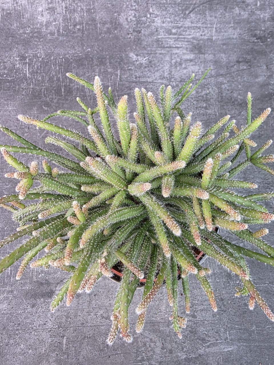 Rhipsalis Horrida  12 cm