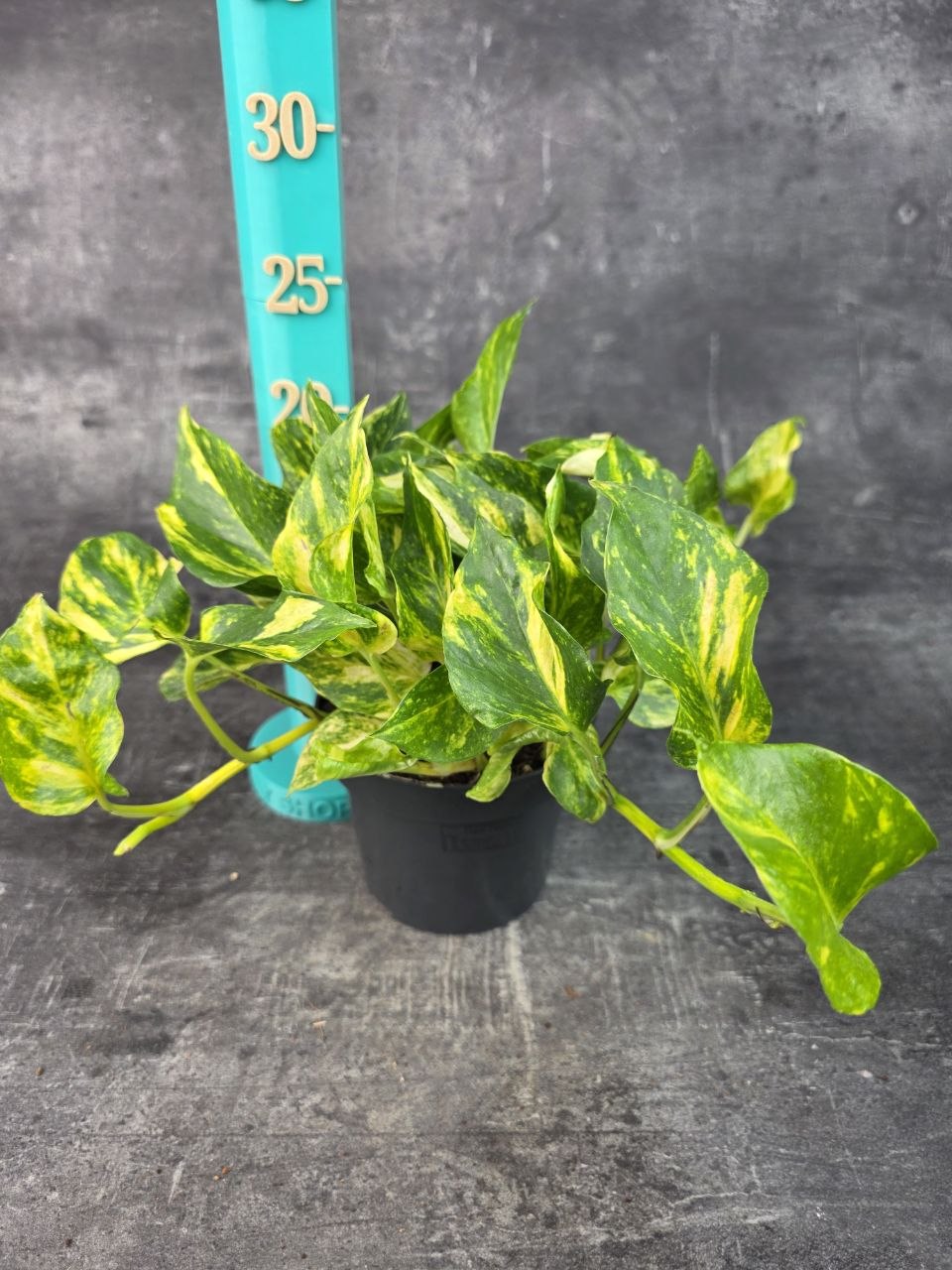 Epipremnum NJoy Gold 12 cm
