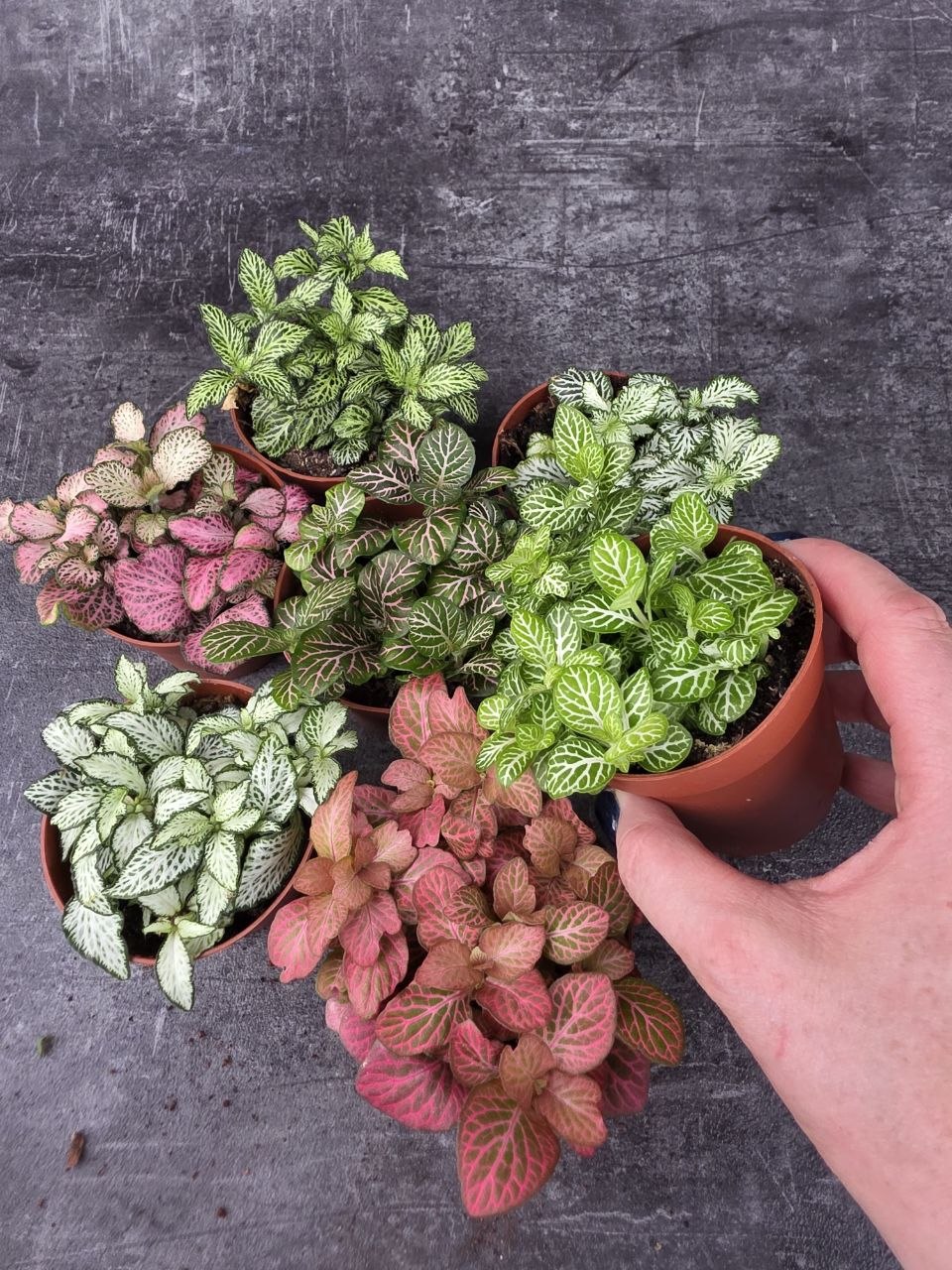 Fittonia výběr z více barev 8,5 cm