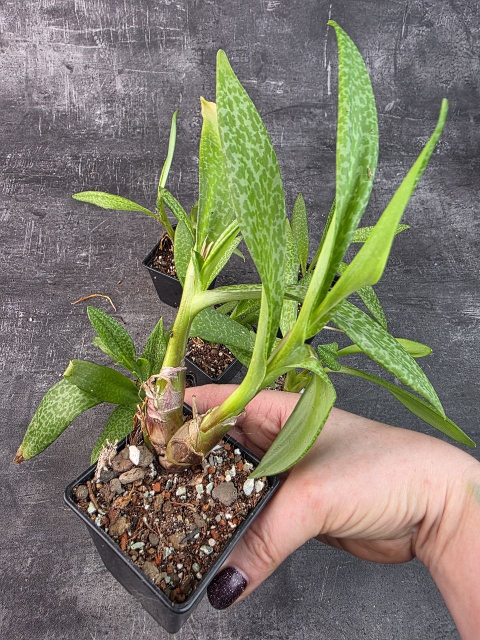Pěstírna KYTKYshop Ledebouria petiolata