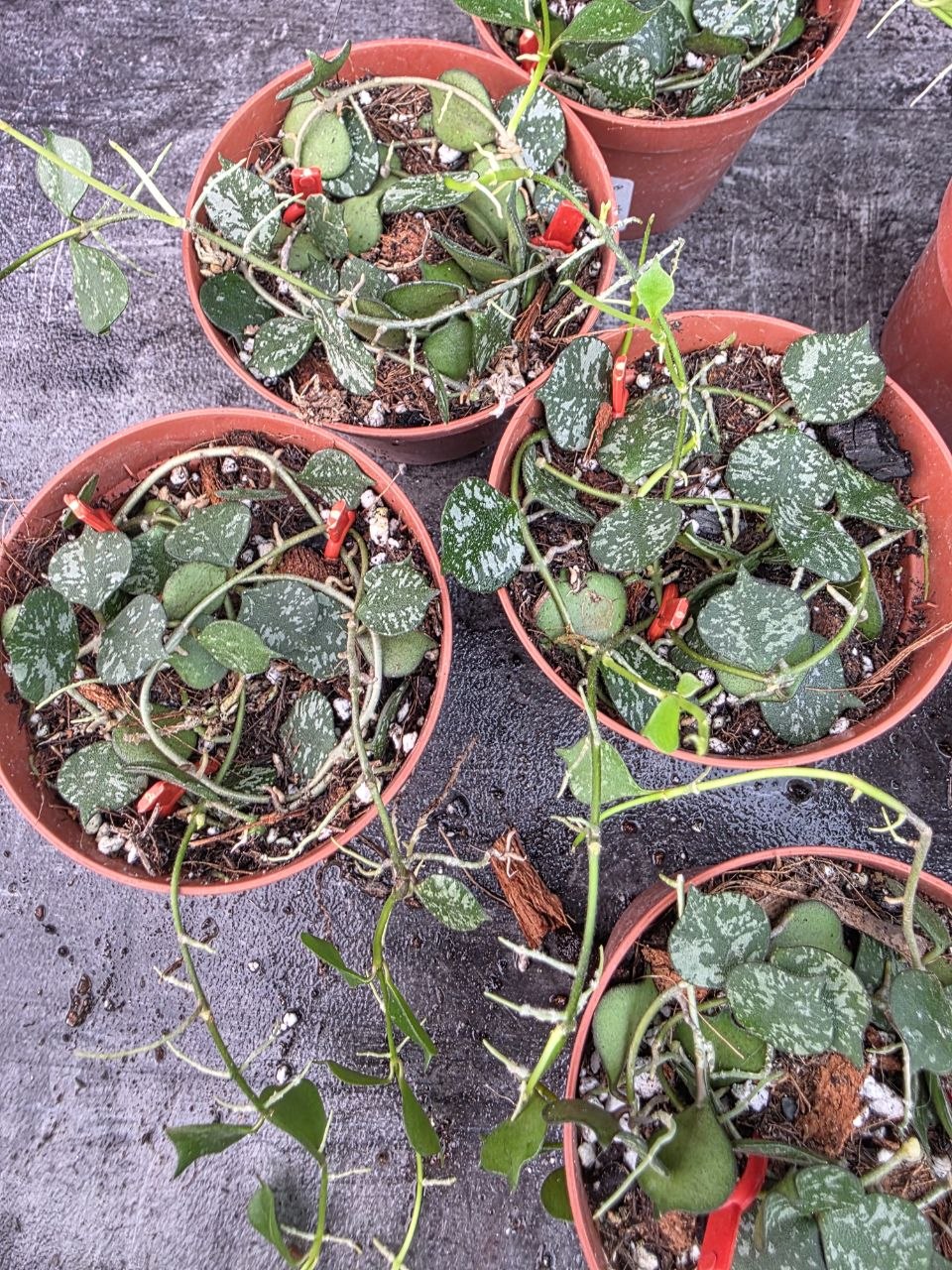 Pěstírna KYTKYshop Hoya Curtisii