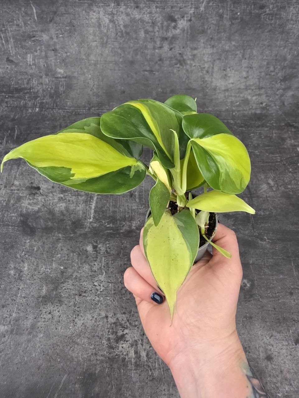 Philodendron Scandens Brasil mini
