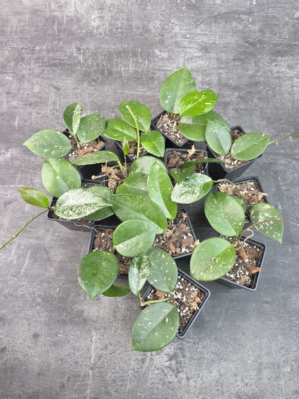 Pěstírna KYTKYshop Hoya Freckles Splash