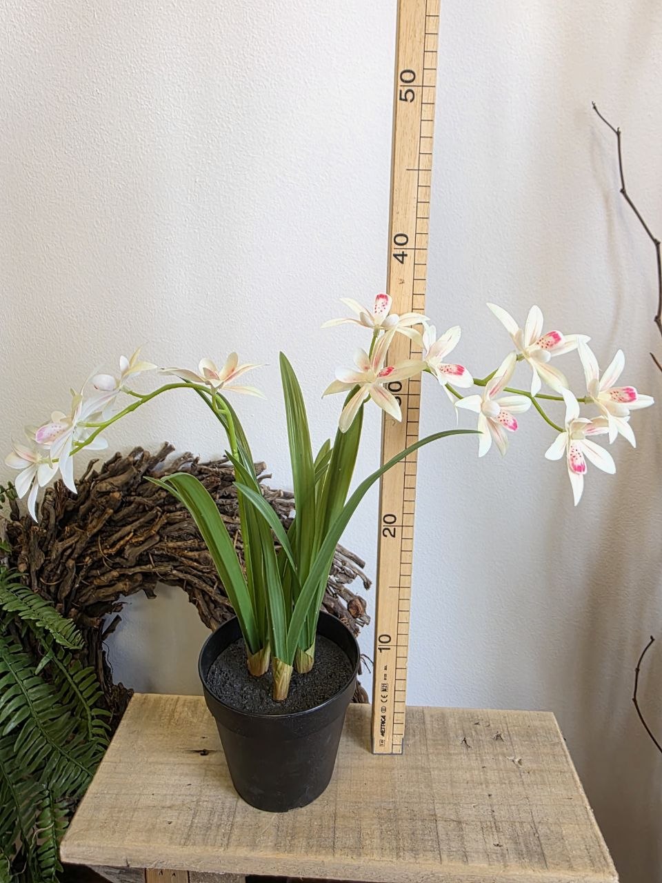 Imitace pokojová rostlina cymbidium