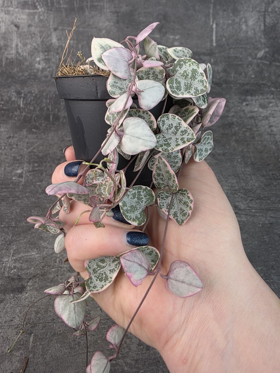 Ceropegia Woodii variegata 8 cm