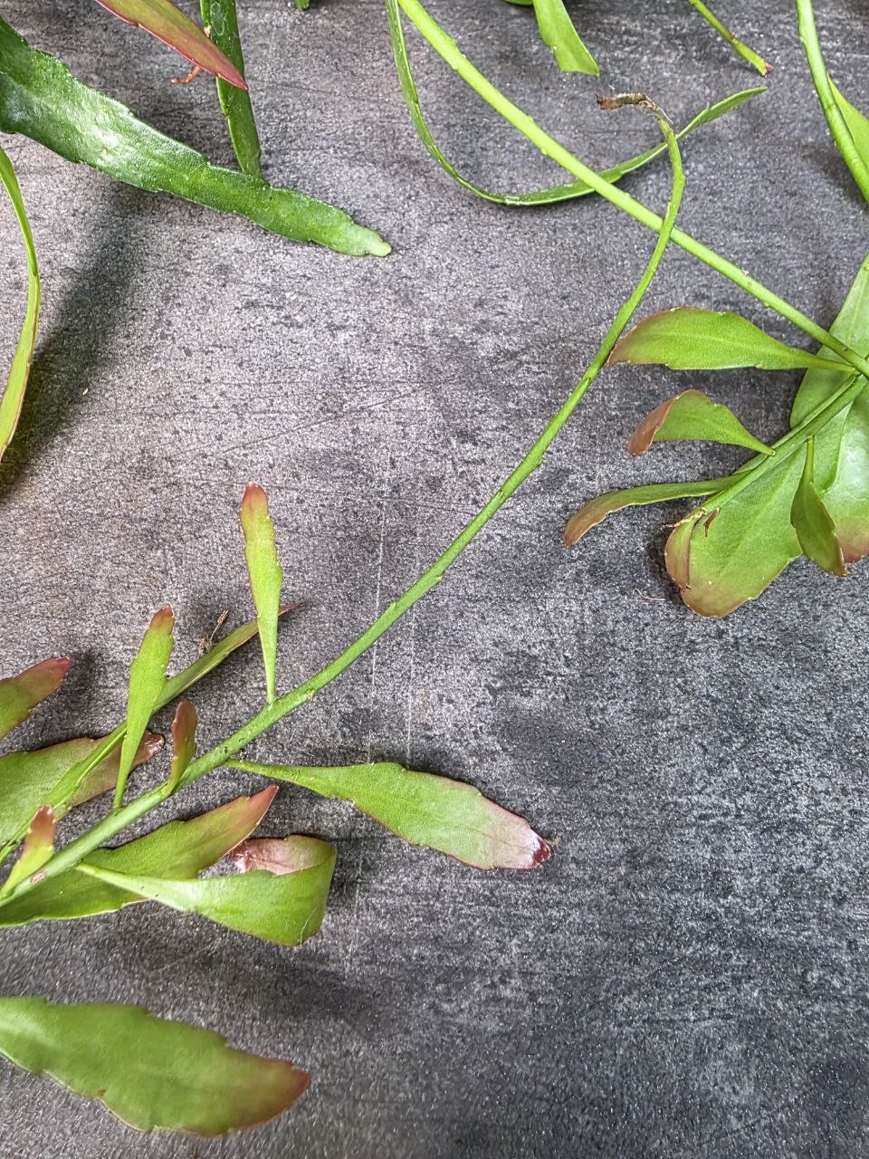Rhipsalis Red Coral závěs