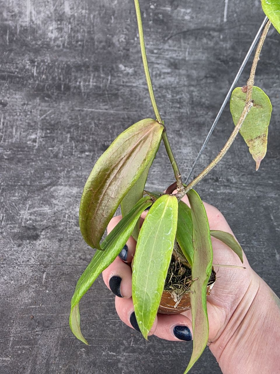Hoya ve šnečí ulitě kentiana 6