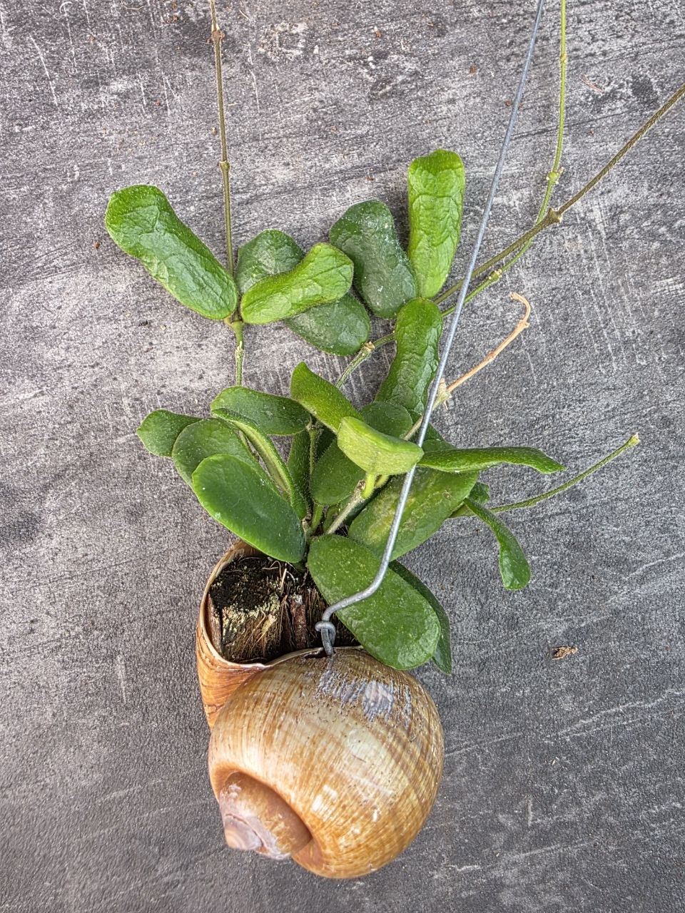Hoya ve šnečí ulitě Rotundiflora 11