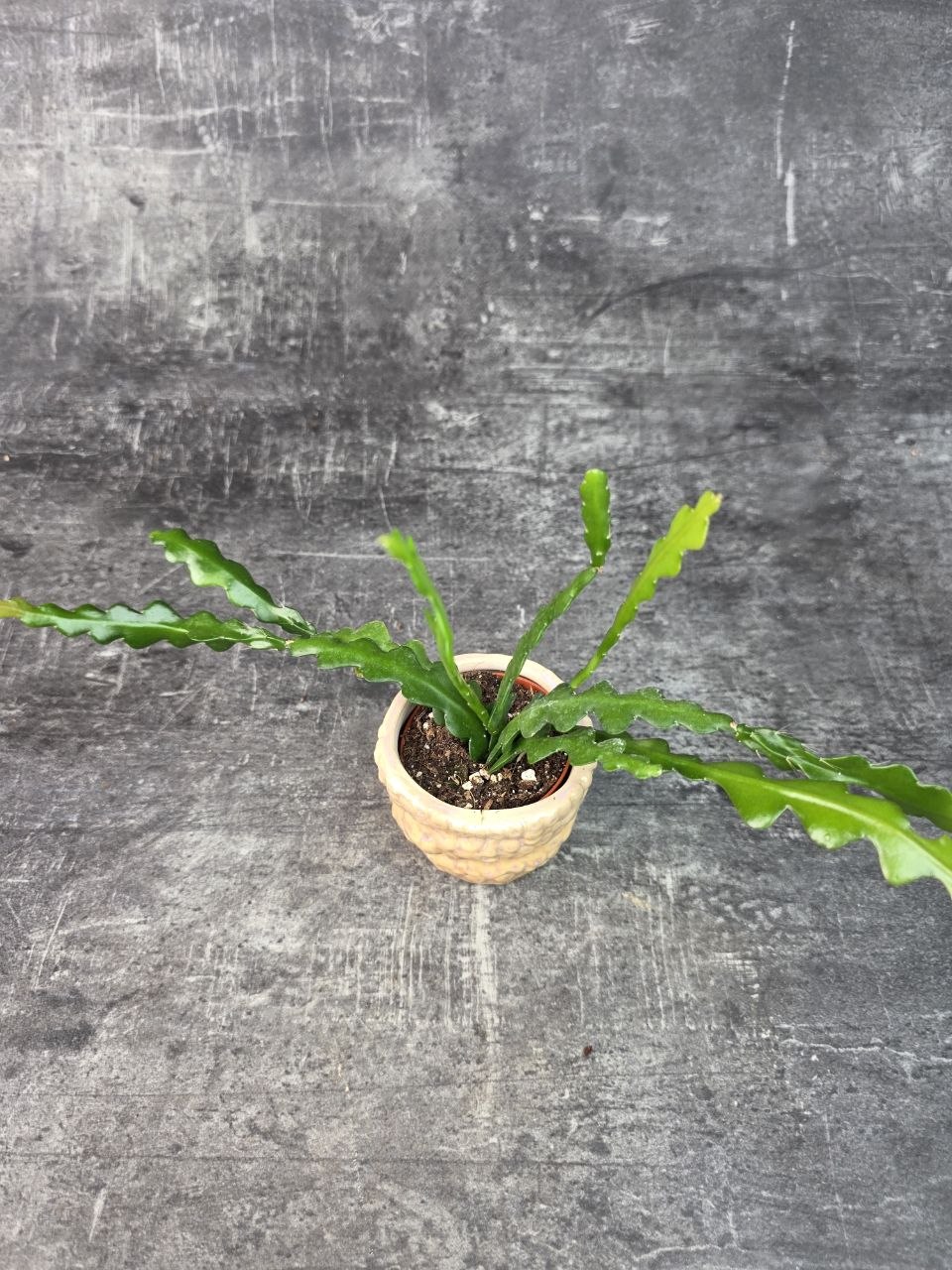 Epiphyllum Anguliger mini