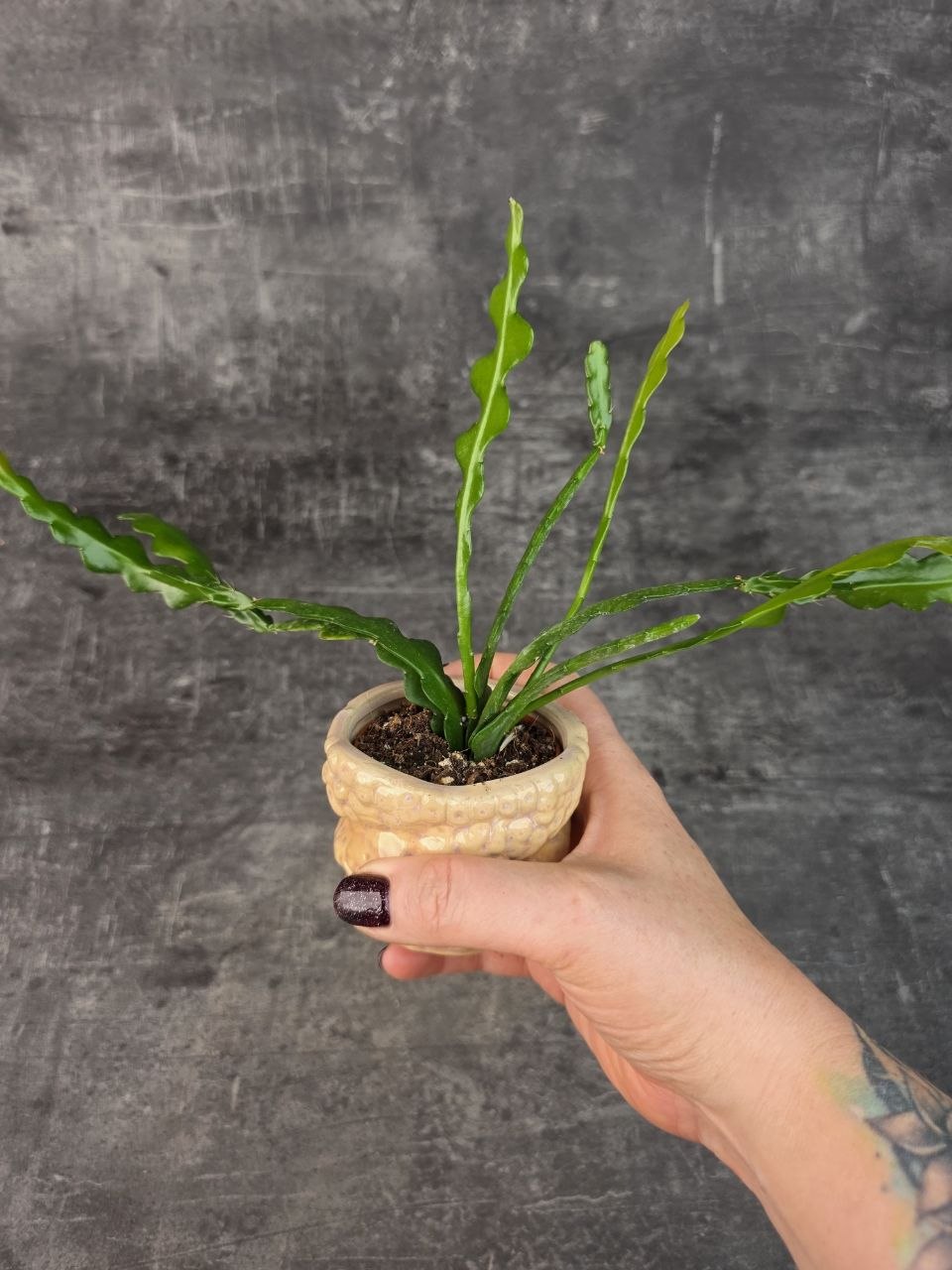 Epiphyllum Anguliger mini