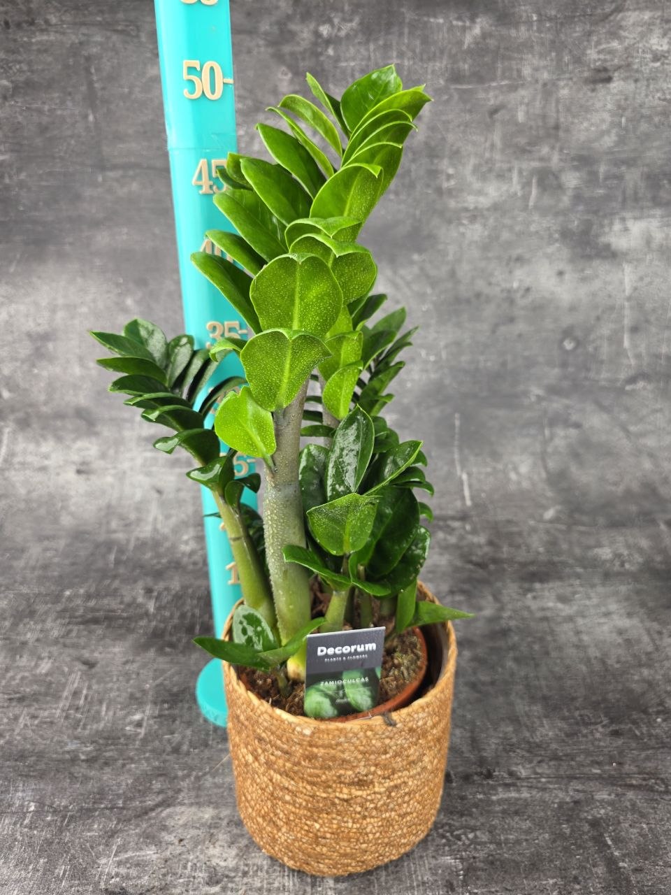 Zamioculcas Zamiifolia Zenzi 14 cm