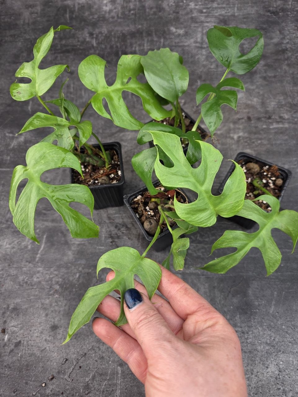 Pěstírna KYTKYshop Rhapidophora Tetrasperma L