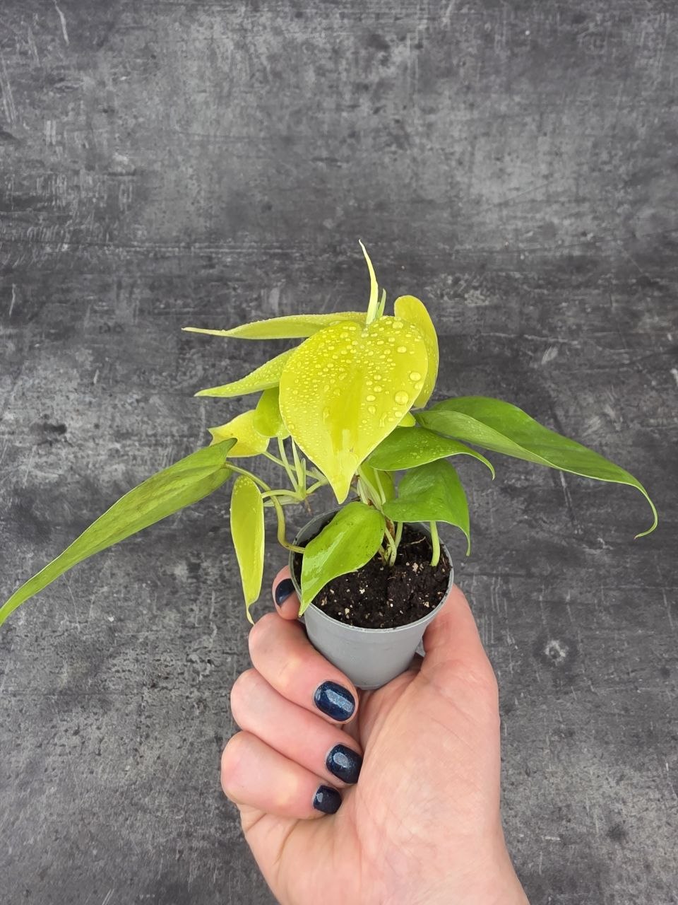 Epipremnum Pinnatum Golden Pothos mini