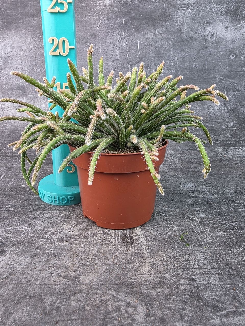 Rhipsalis Horrida  12 cm