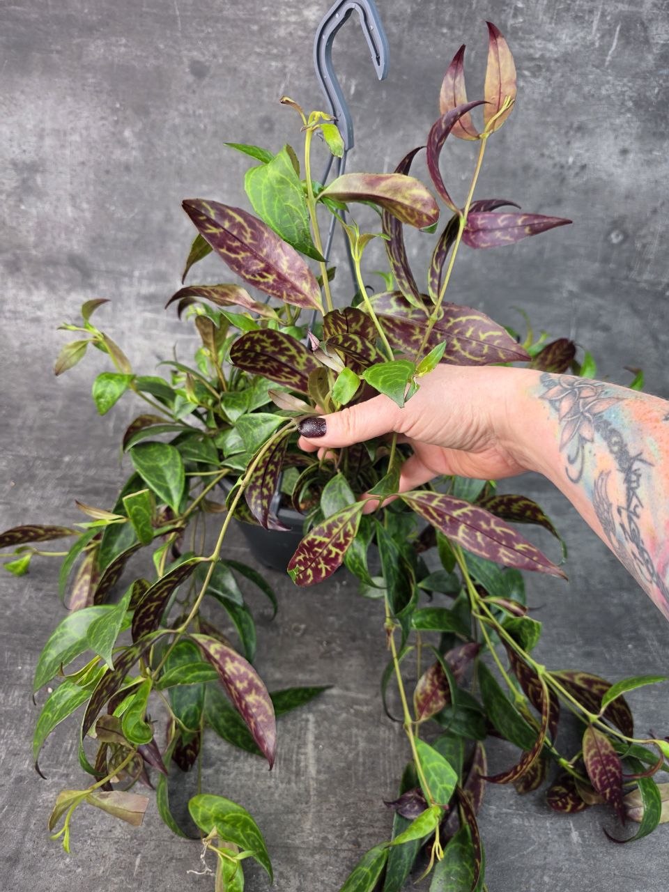 Aeschynanthus Marmoratus 14 cm