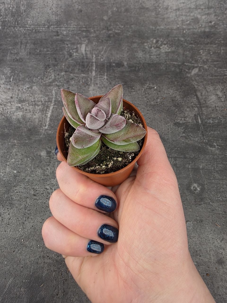 Crassula Crassula ‘Justus Corderoy’ mini