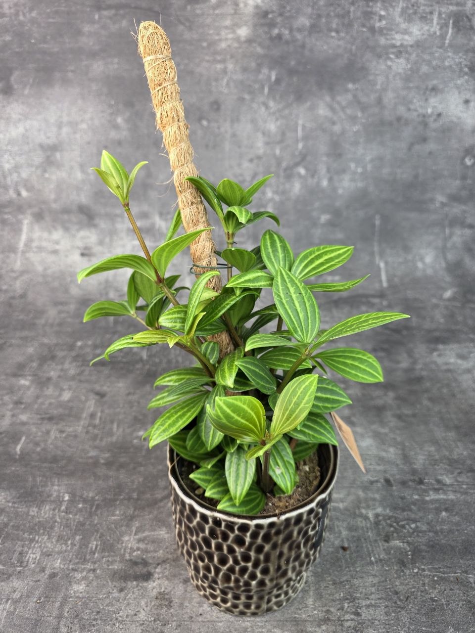 Peperomia Rocca Alto 12 cm