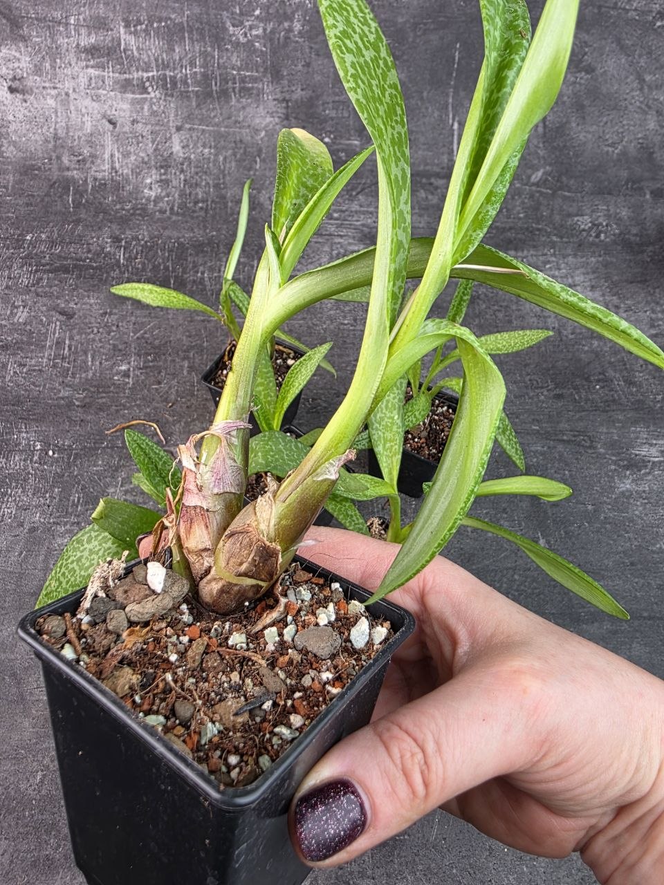 Pěstírna KYTKYshop Ledebouria petiolata