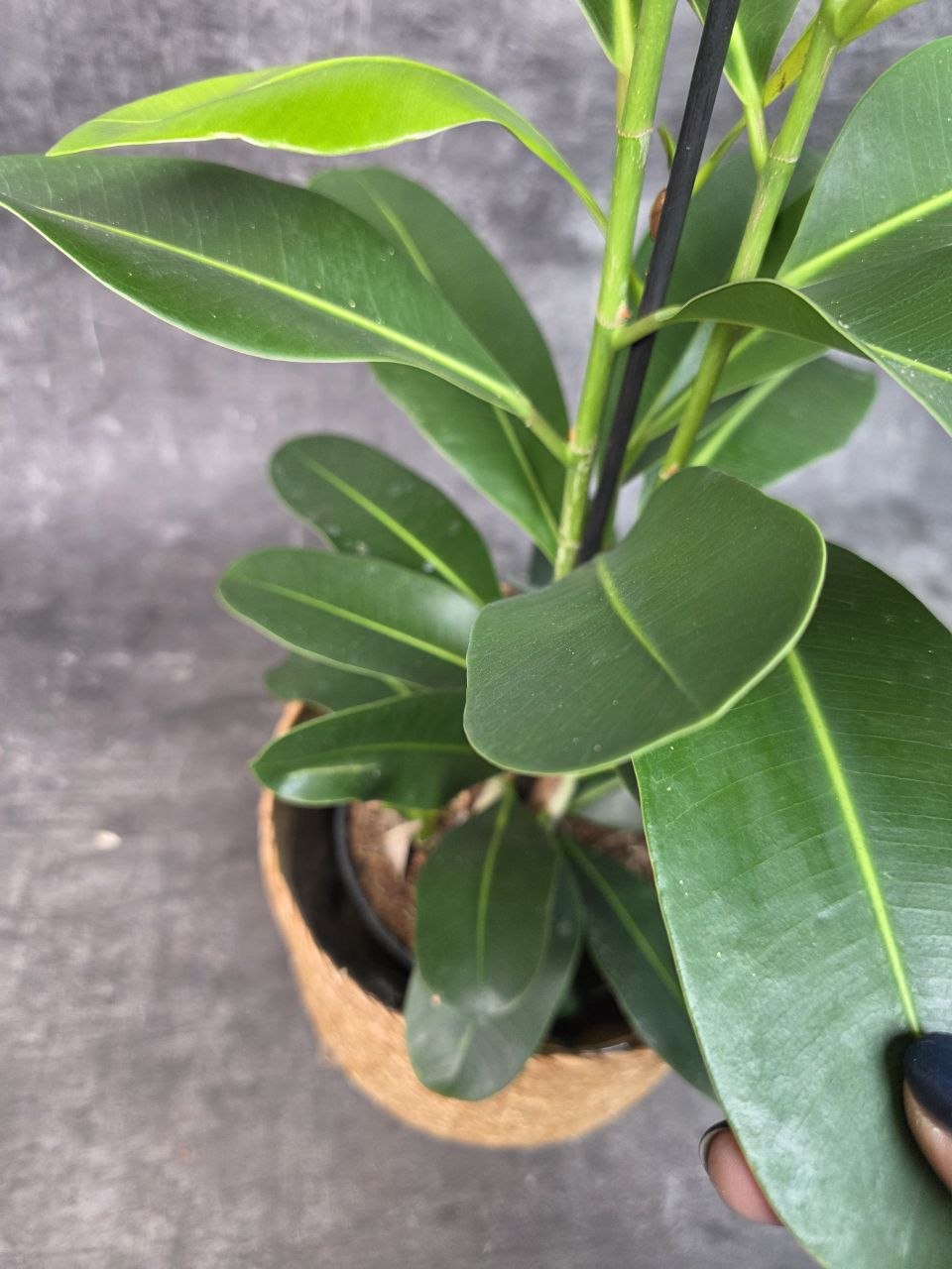 Ficus mi Smile
