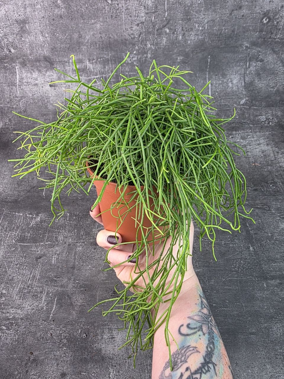 Rhipsalis Baciferra Oasis 12 cm