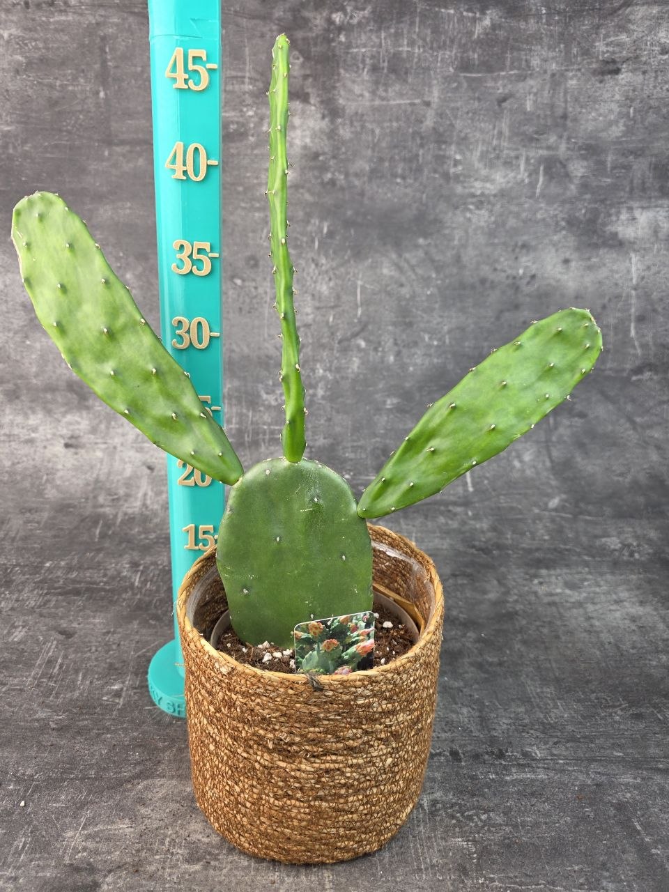 Opuntia 14 cm