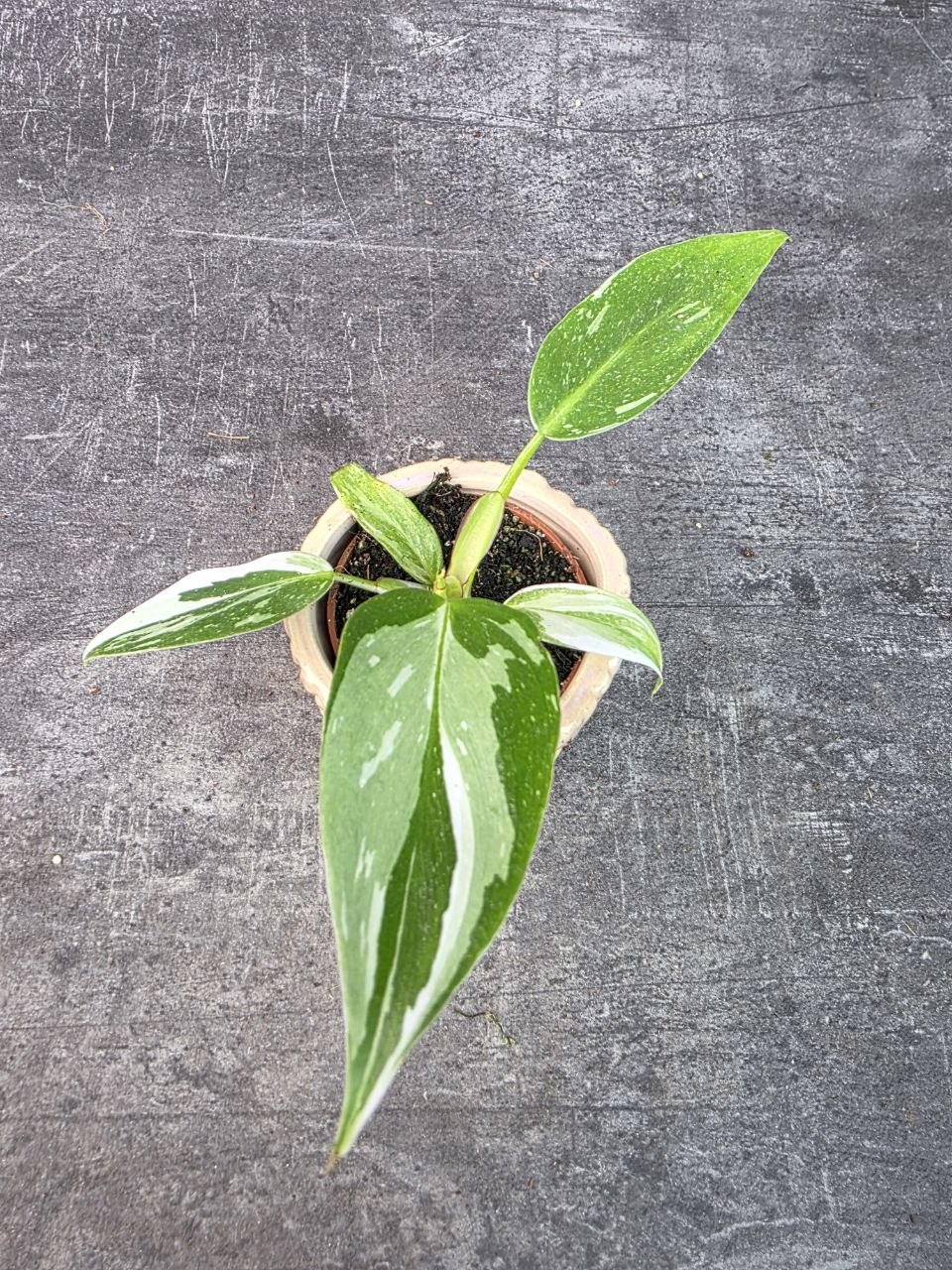 Philodendron White Princess mini
