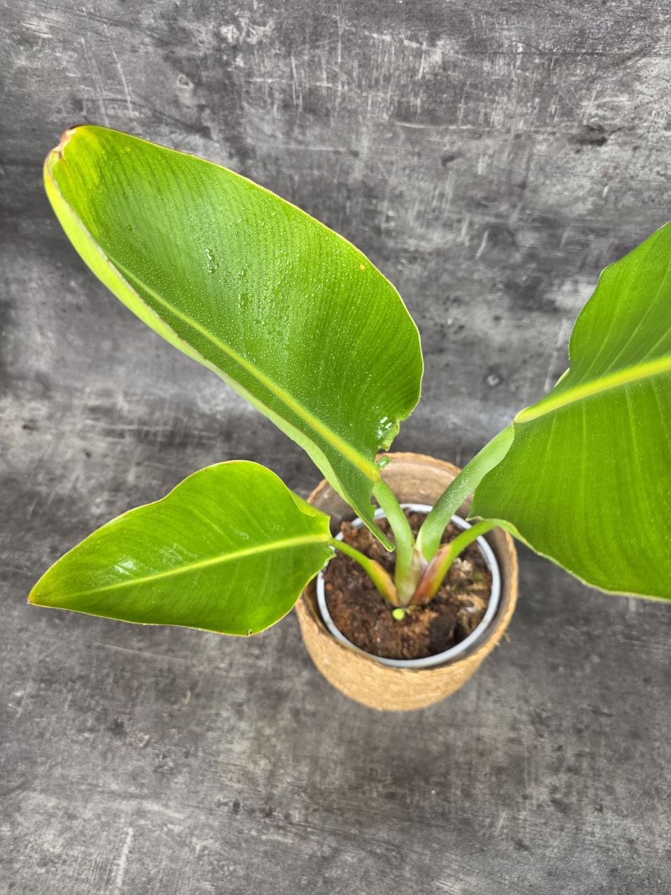 Strelitzia Nicolai 17 cm