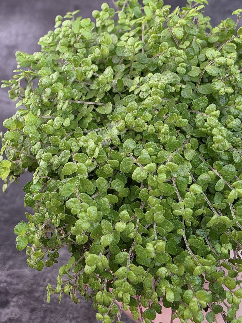 Soleirolia soleirolii světlá 11 cm