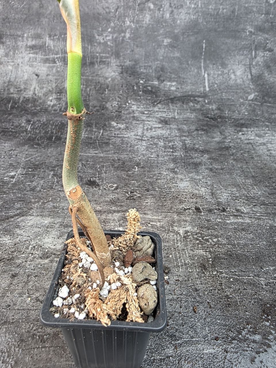 Pěstírna KYTKYshop Philodendron green